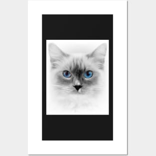 White Box Series Blue Eyed Cat Posters and Art